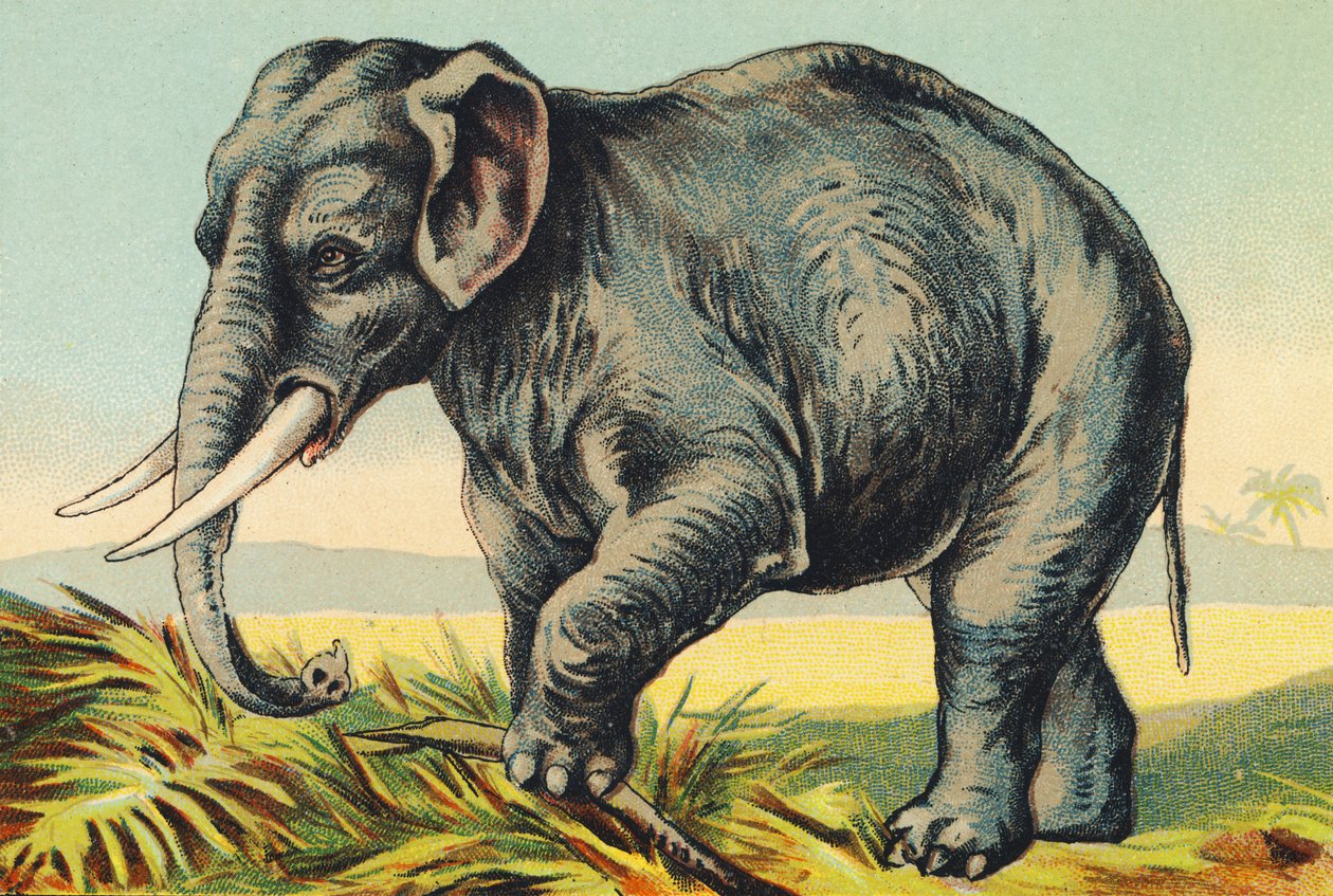 E som elefant af French School