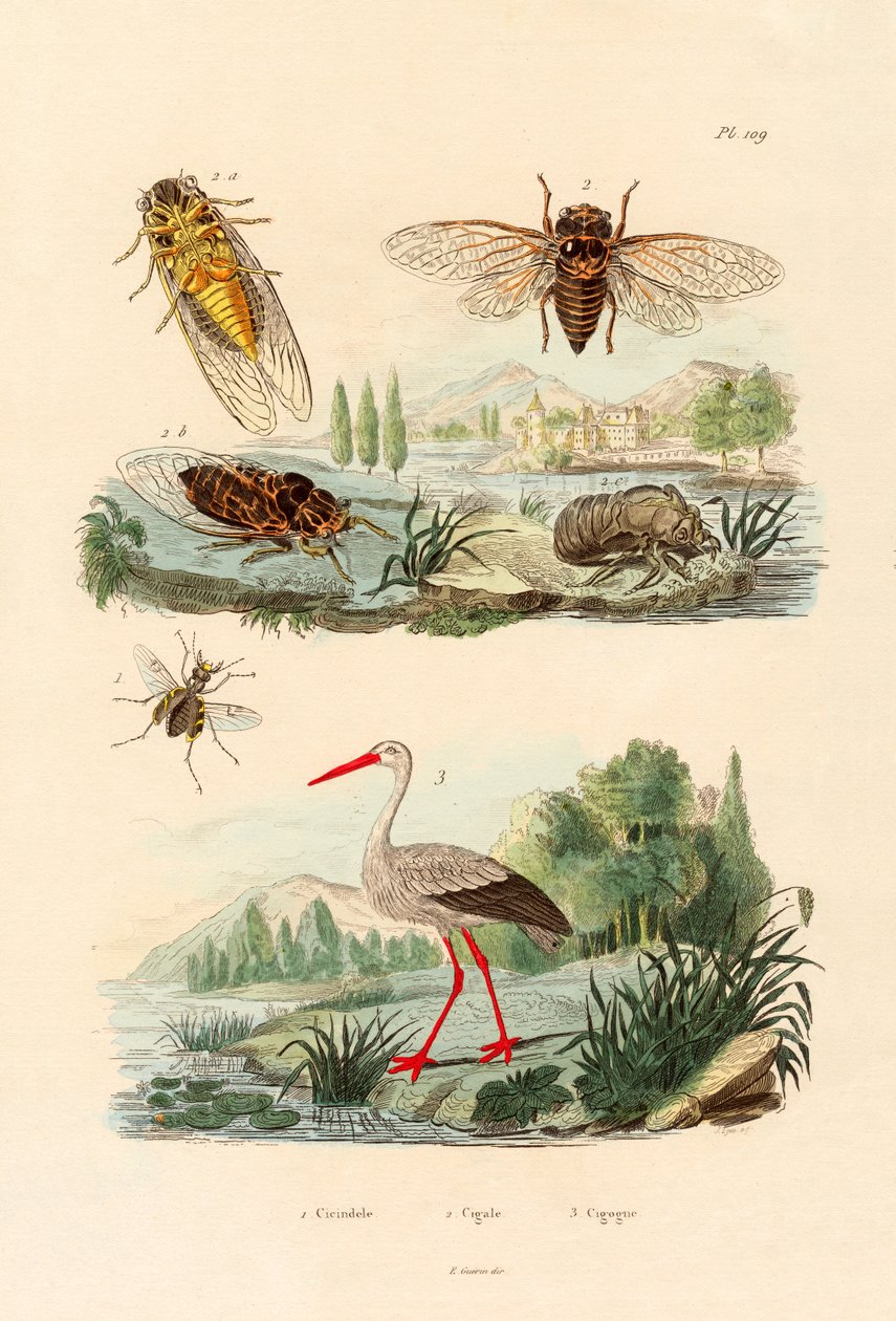Ildflue, 1833-39 af French School