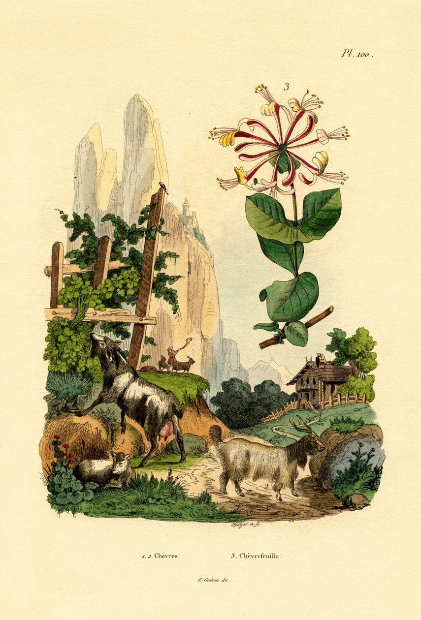 Geder, 1833-39 af French School
