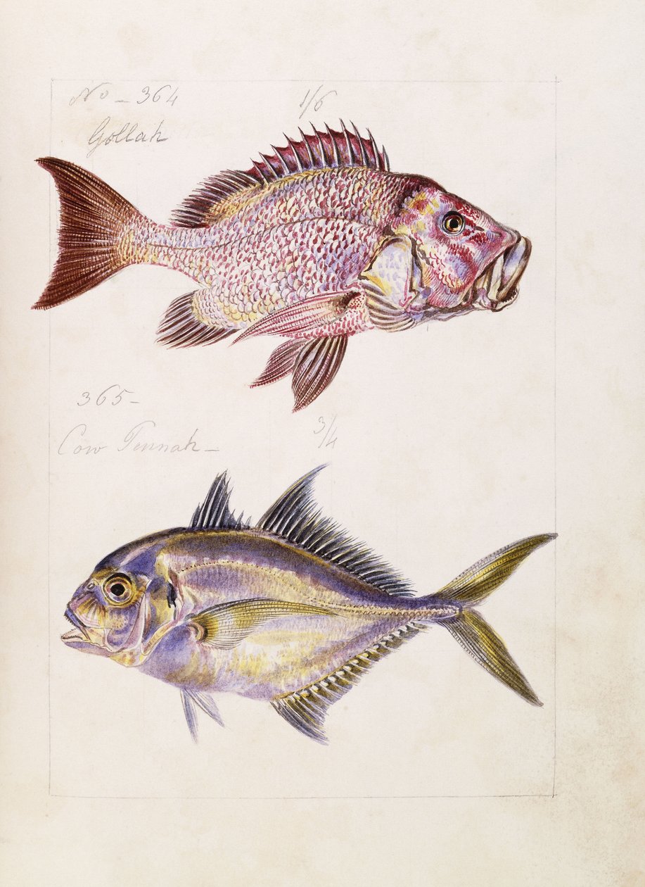 Gollah etc, c.1850dani af French School