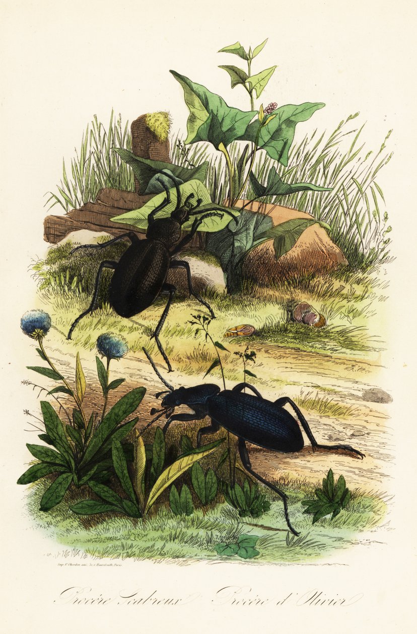 Kæmpe violette jordbiller, Carabus scabrosus af French School