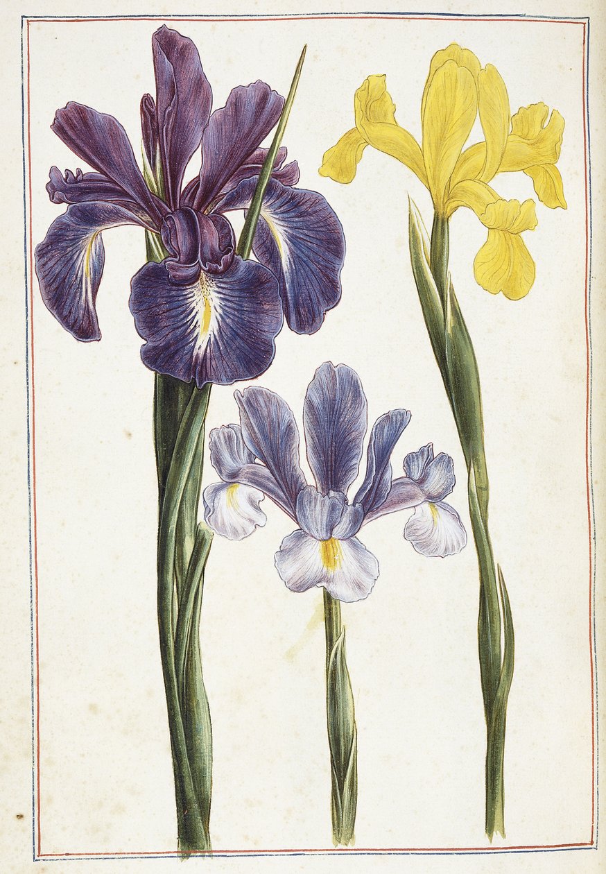 Irises, 18th centurydani af French School