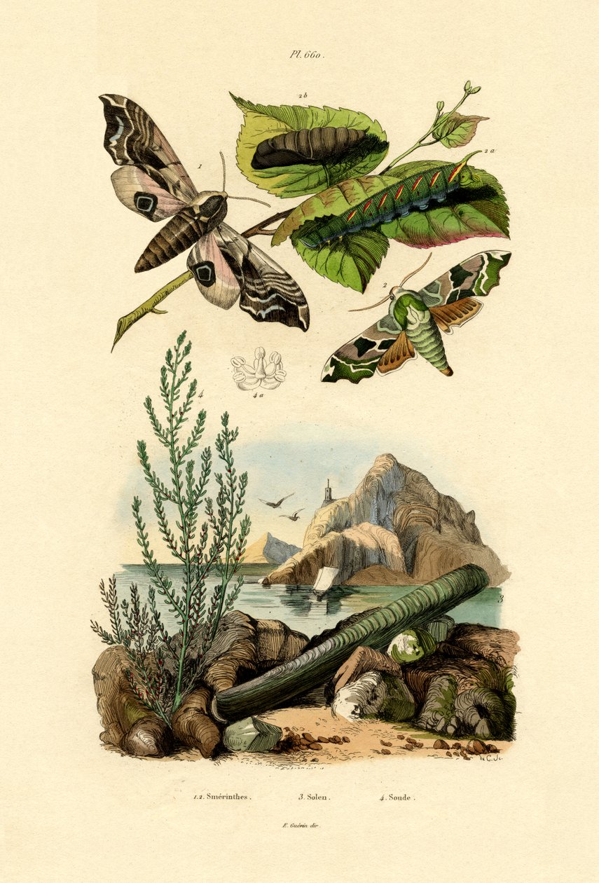 Lime Hawkmoth af French School