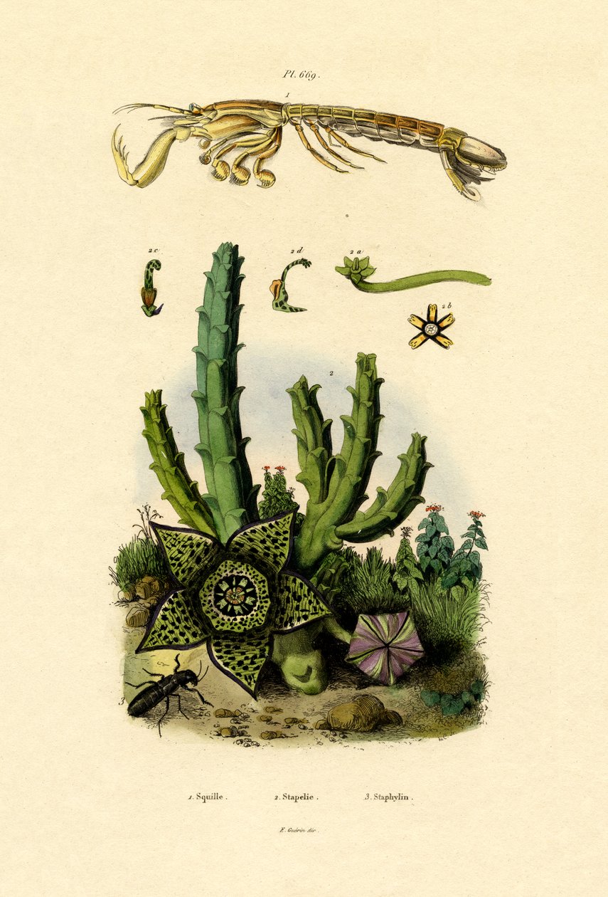 Mantis-rejer, 1833-39 af French School