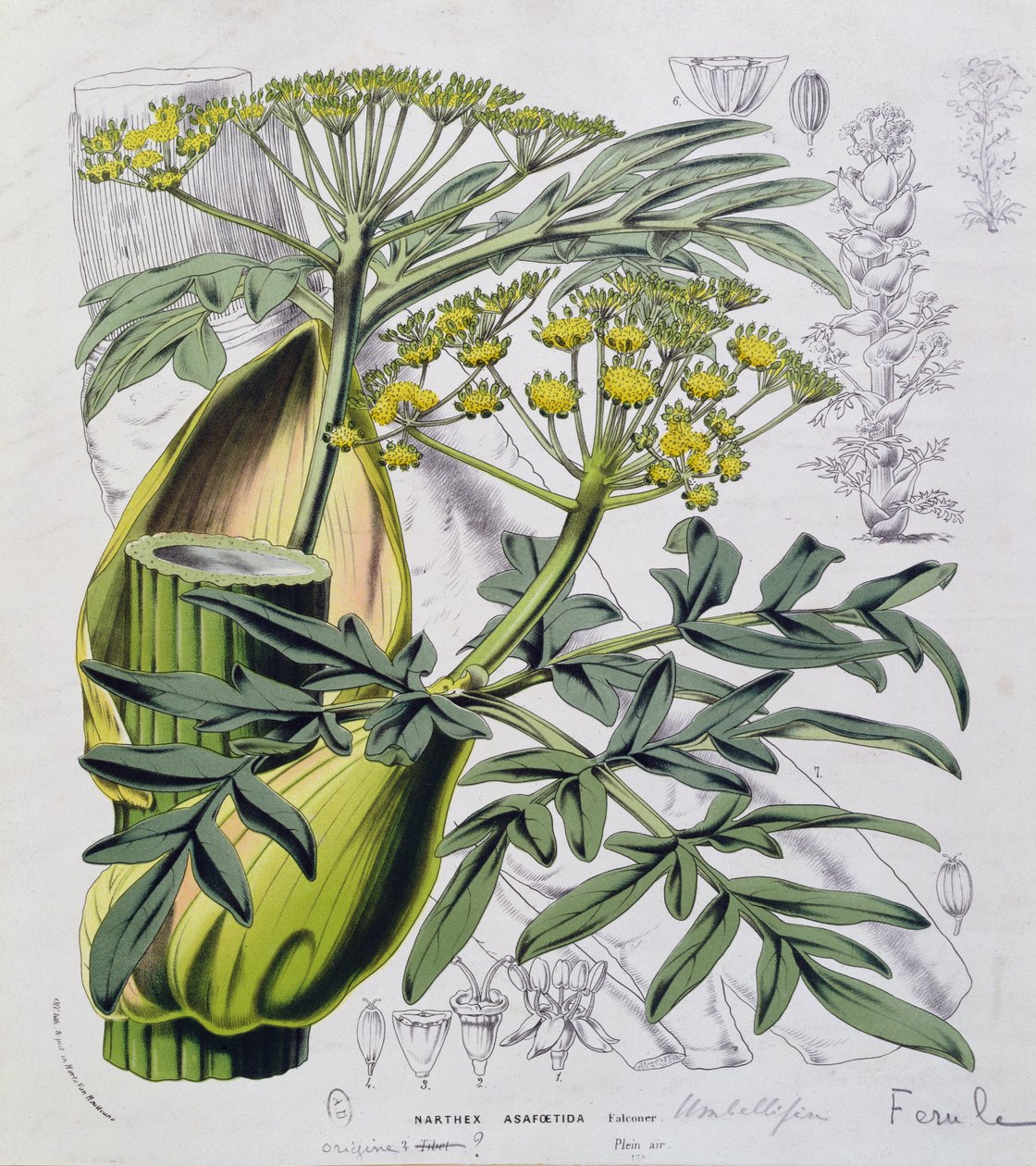 Narthex Asafoetida (farvegravering) af French School