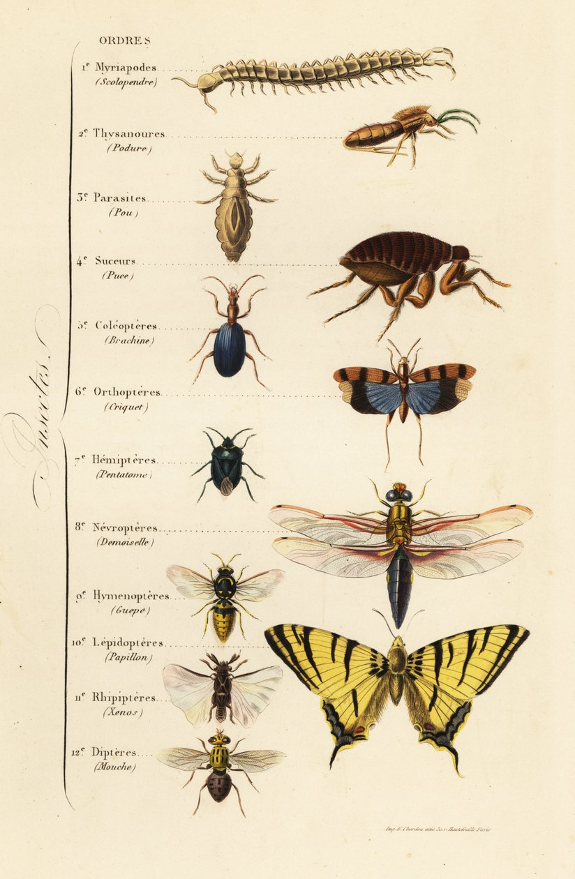Ordener af insekter af French School