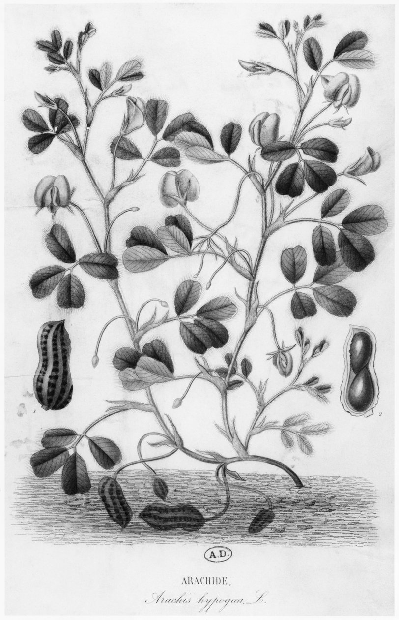 Jordnødde (Arachis hypogaea) af French School