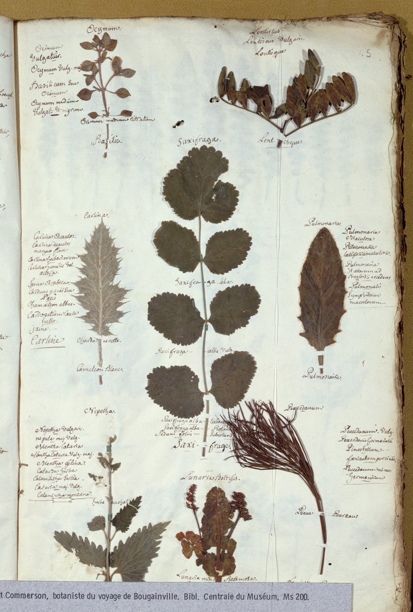 Philibert Commersons (1727-73) herbarium af French School