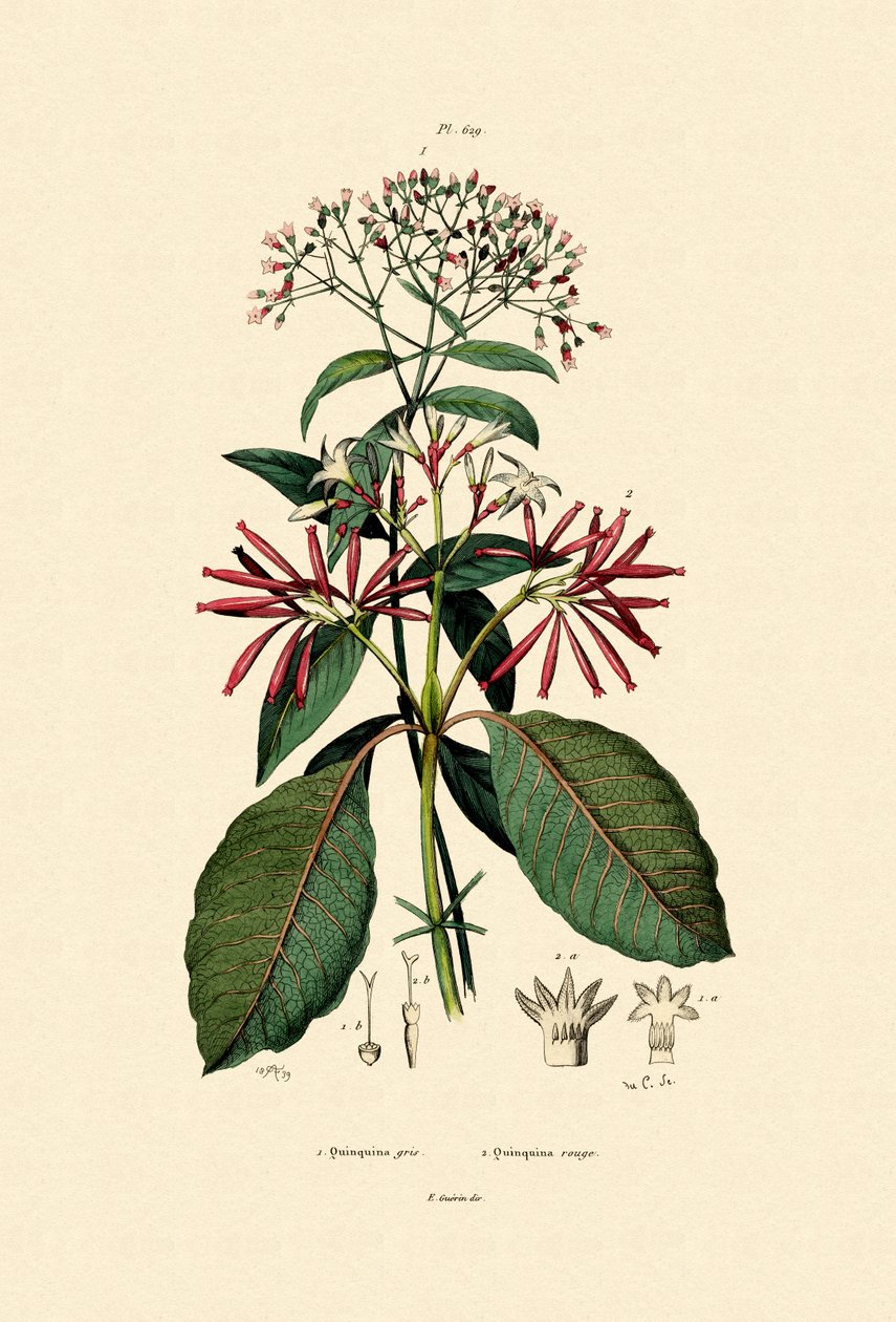 Quinine Barks, 1833-39 af French School