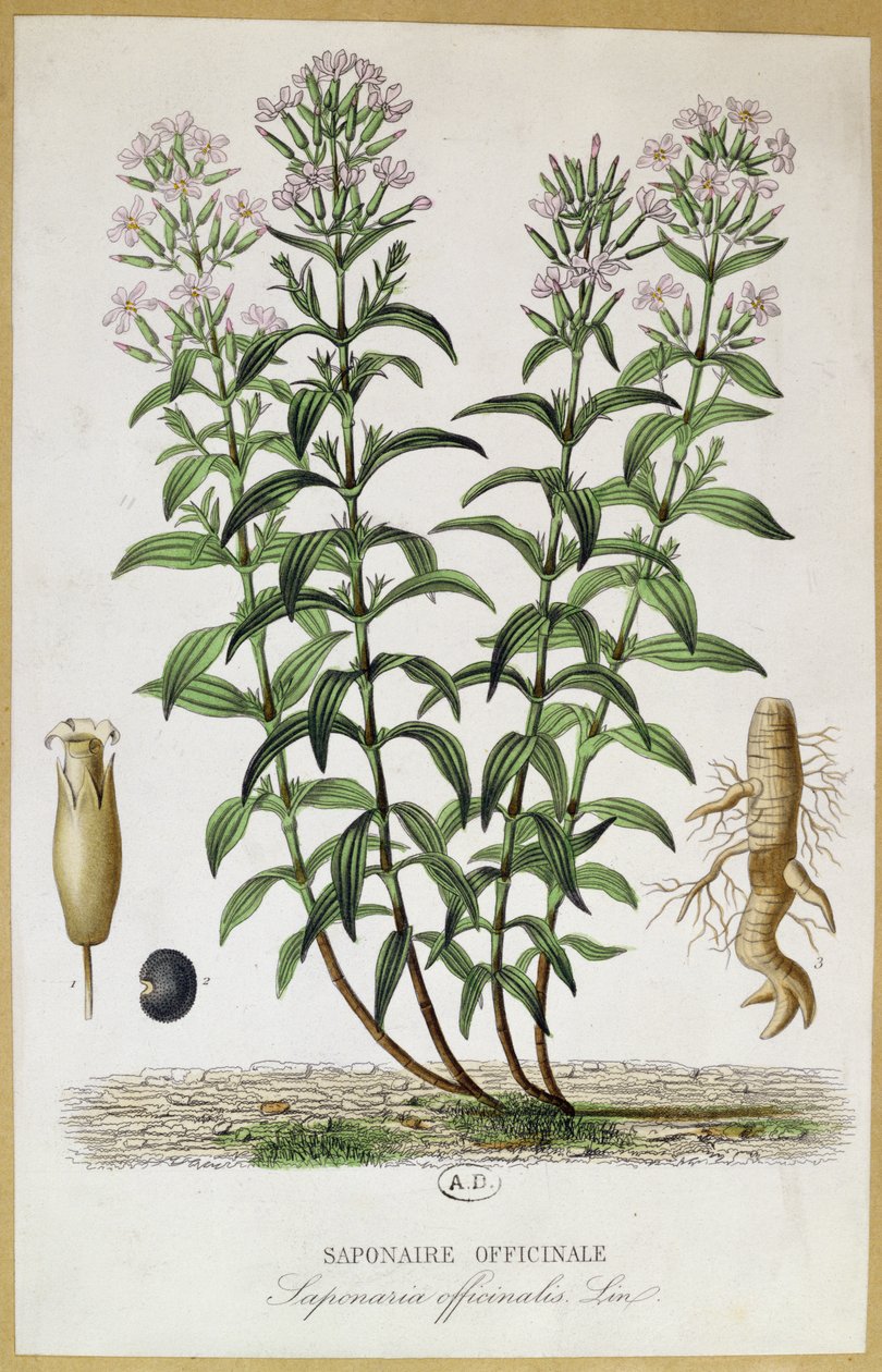 Saponaria officinalis, 1800-tallet (farvegravering) af French School