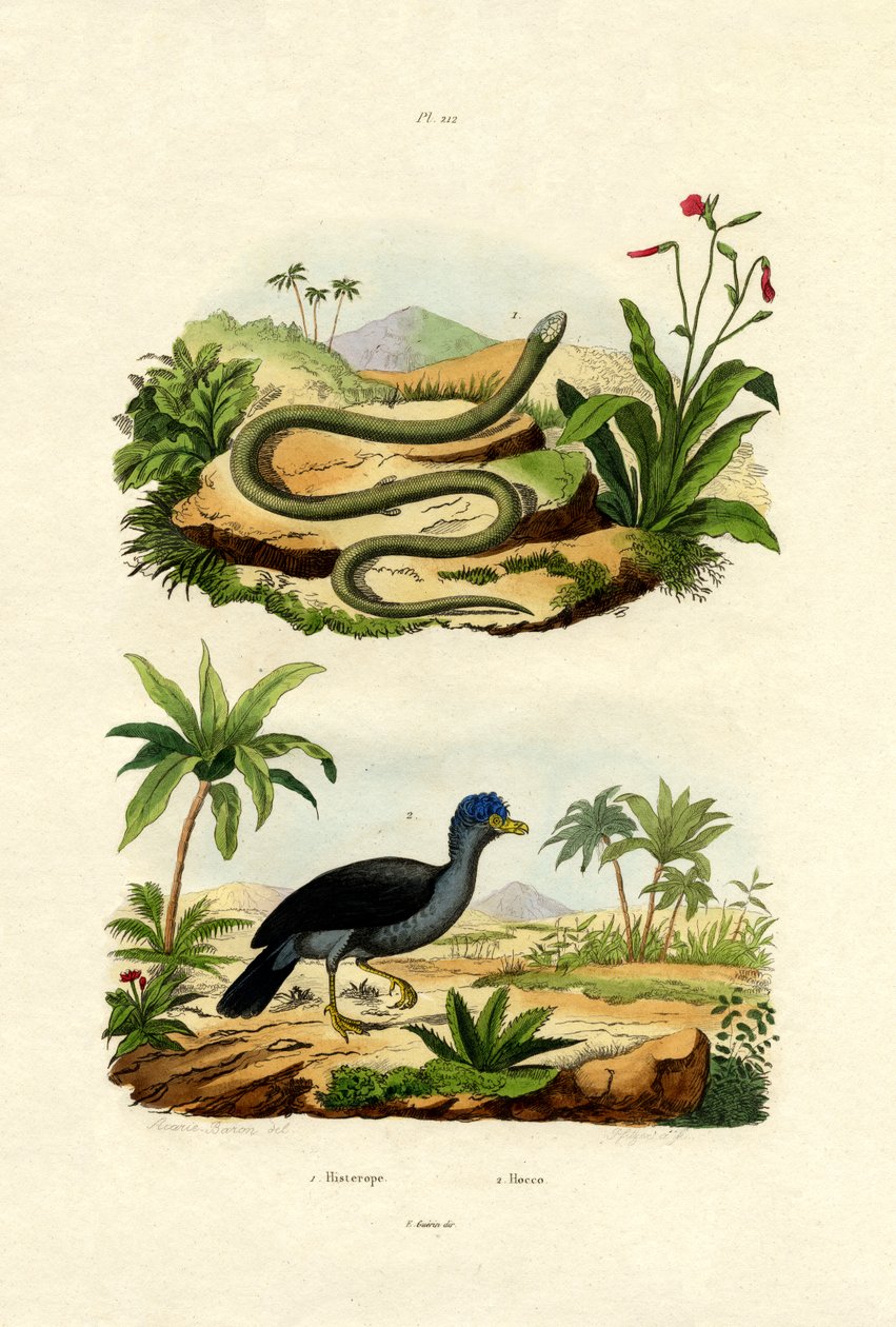 Slange, 1833-39 af French School