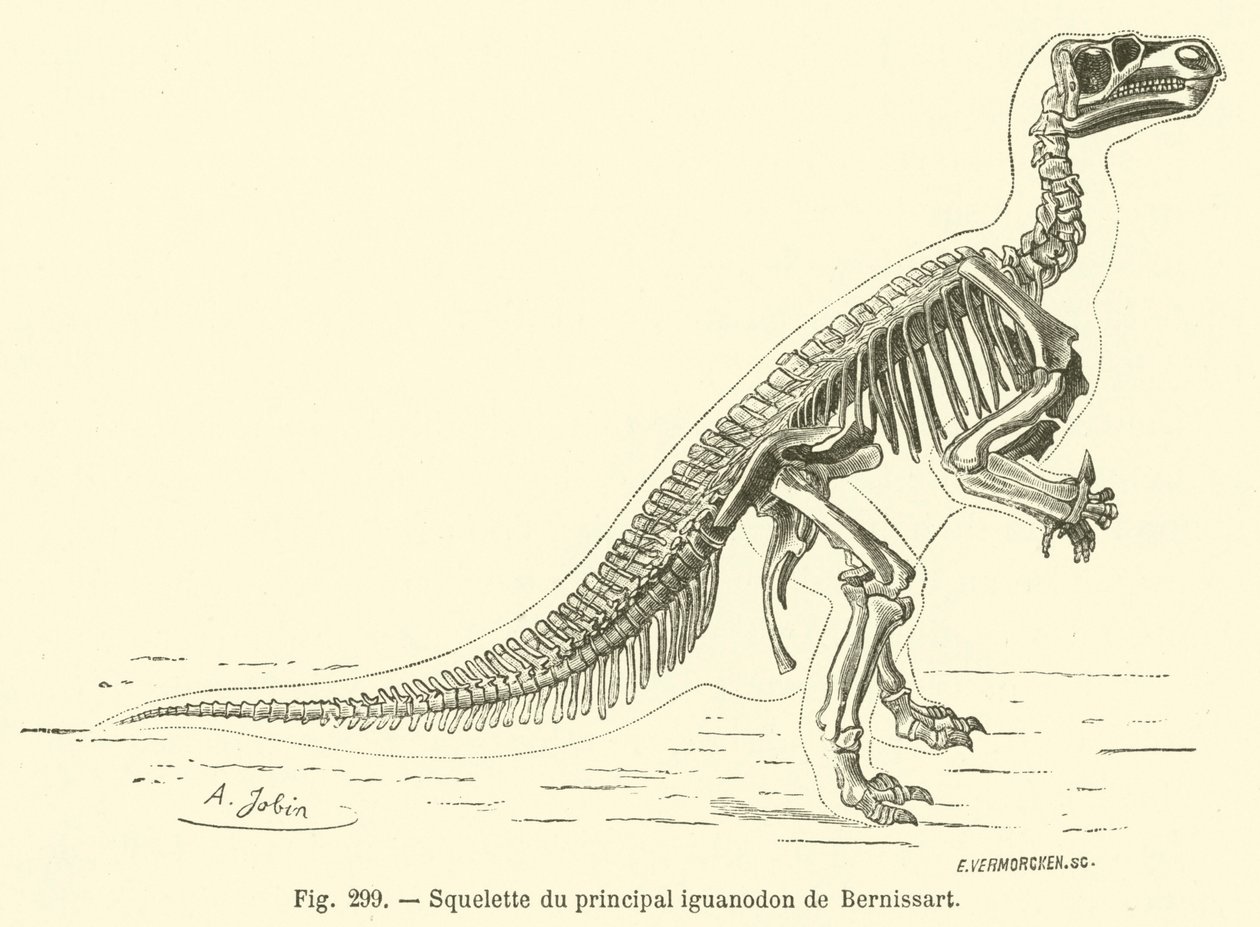 Skelet af Bernissarts vigtigste iguanodon (gravering) af French School