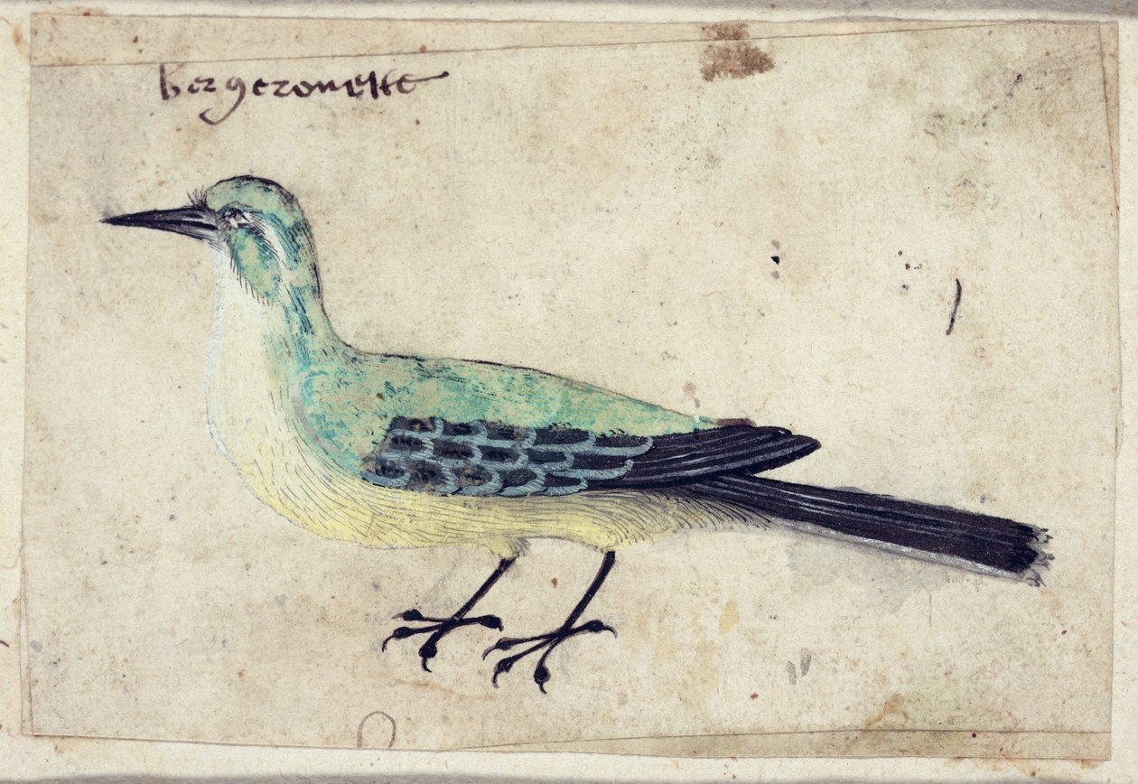 Studie af en fugl, c.1620 af French School