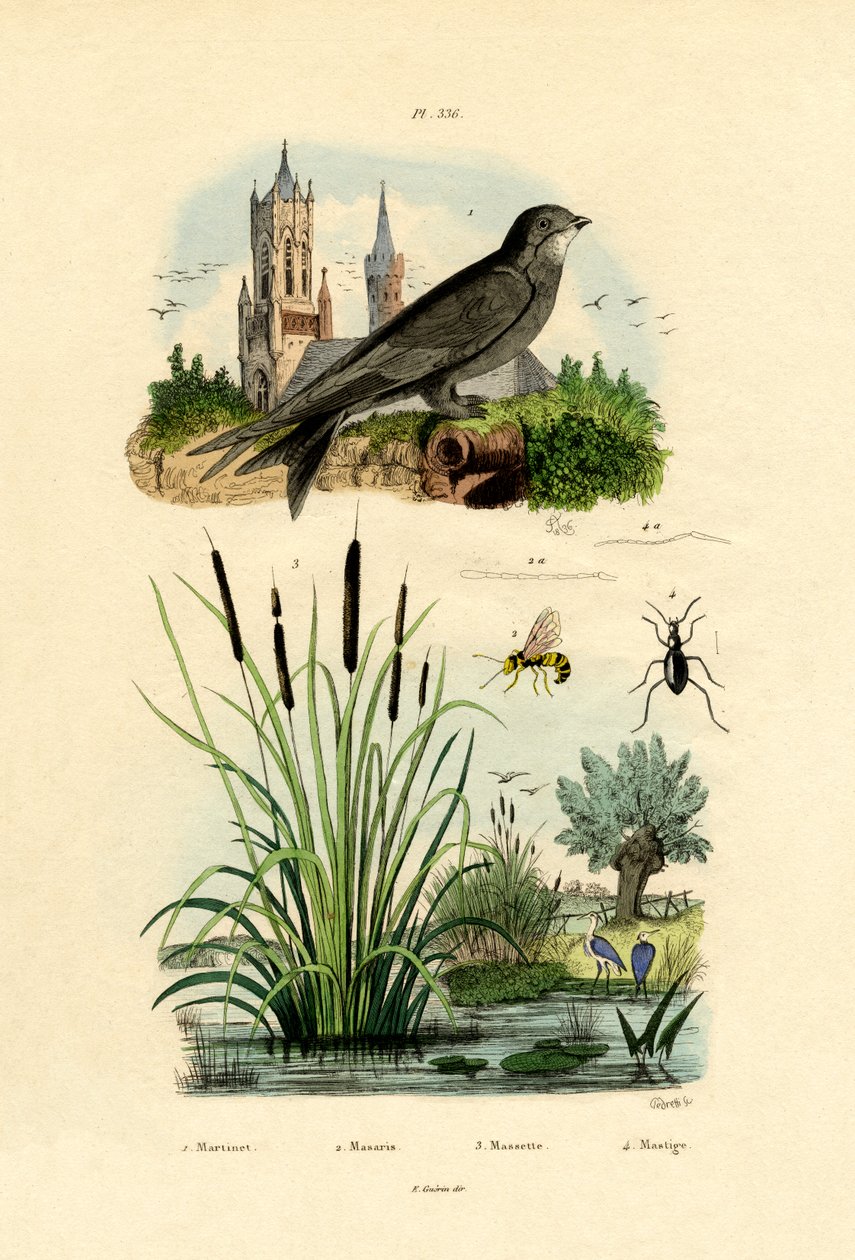 Swift, 1833-39 af French School