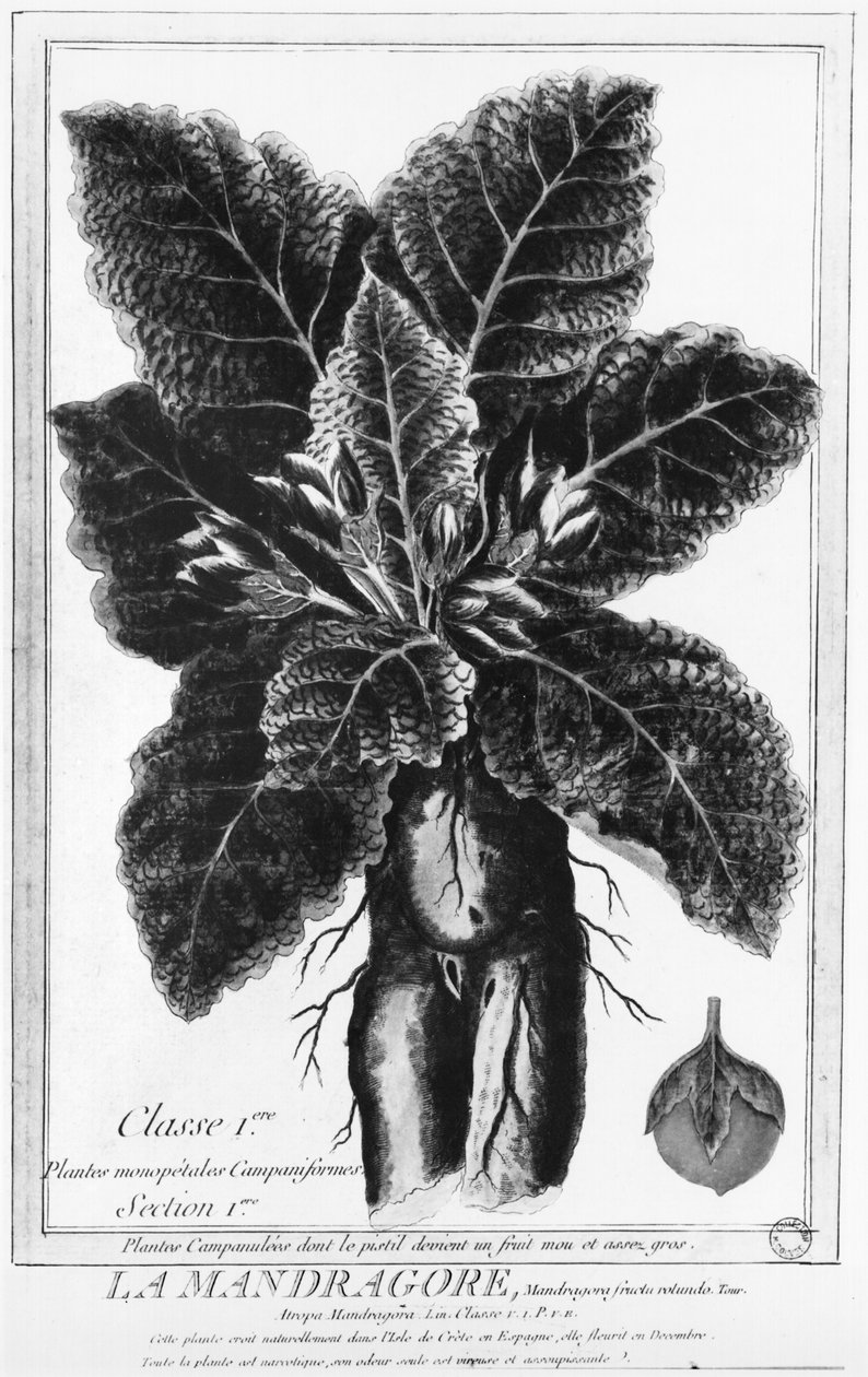 The Mandrake af French School