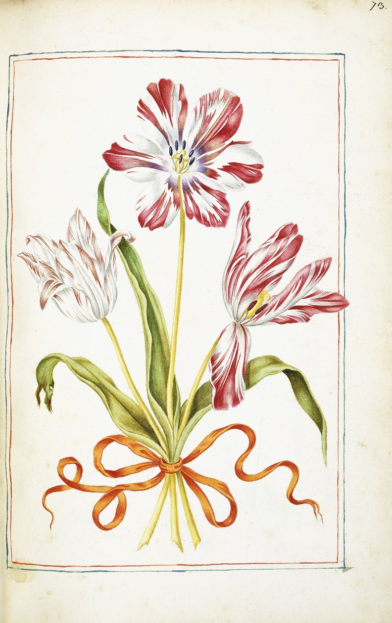 Tulips, 18th century dani af French School