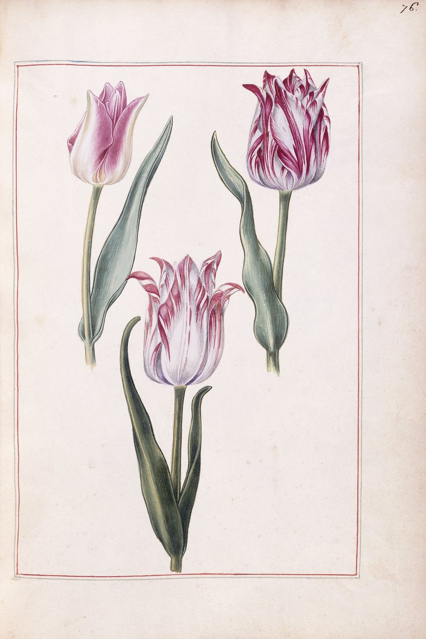 Tulipaner, 1700-tallet af French School