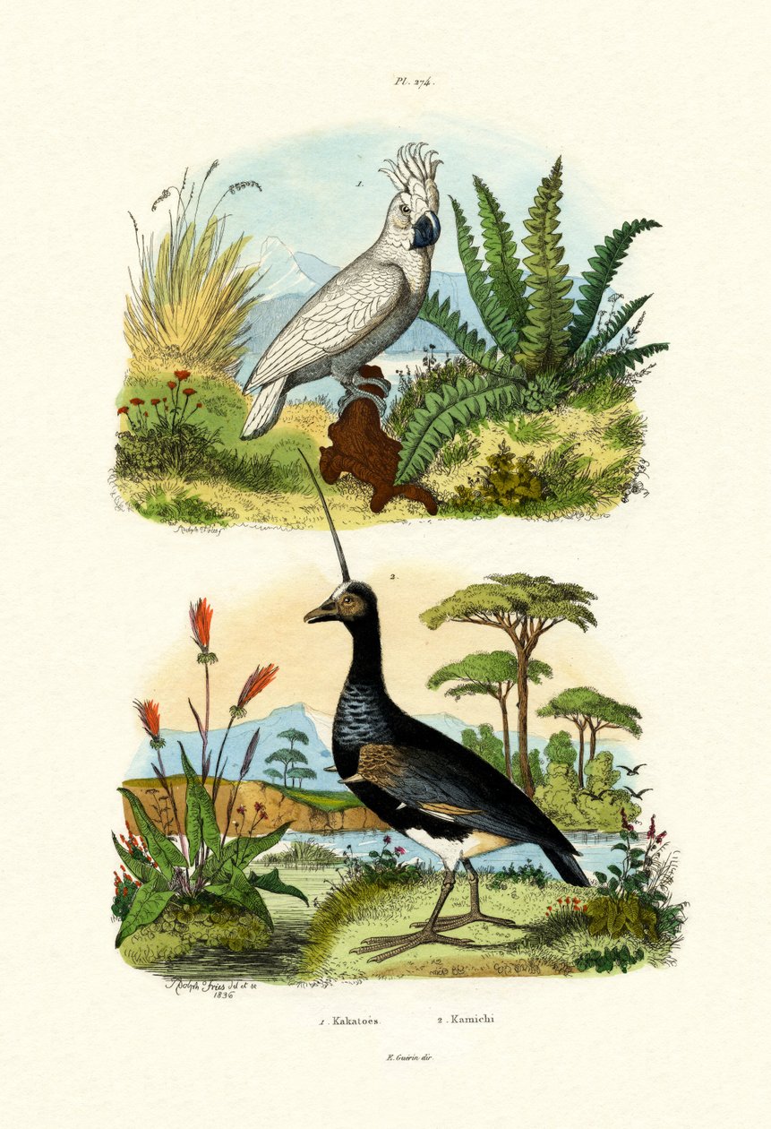 Paraplykakadu, 1833-39 af French School