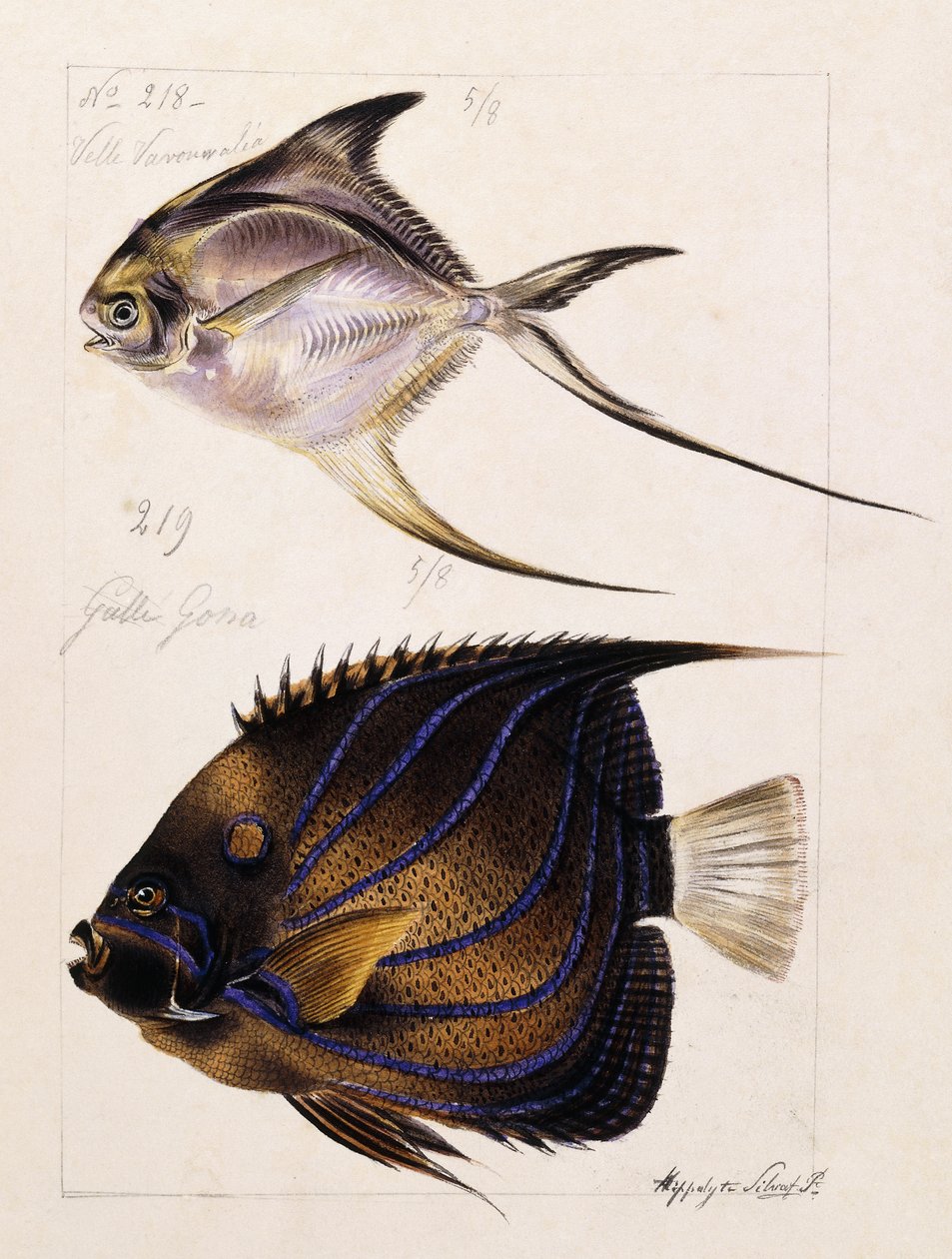 Velle... Osv, c.1850 af French School