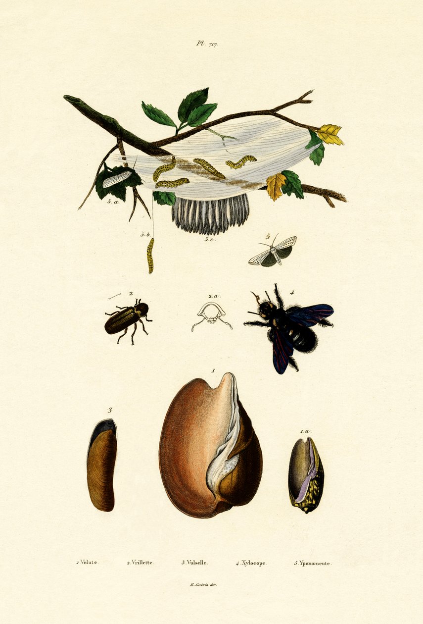 Volute Shell, 1833-39 af French School