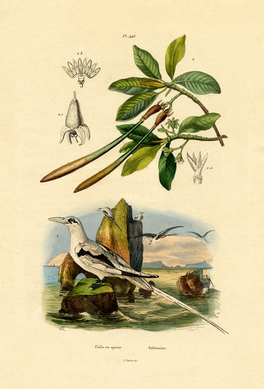 Hvidhale Tropicbird, 1833-39 af French School