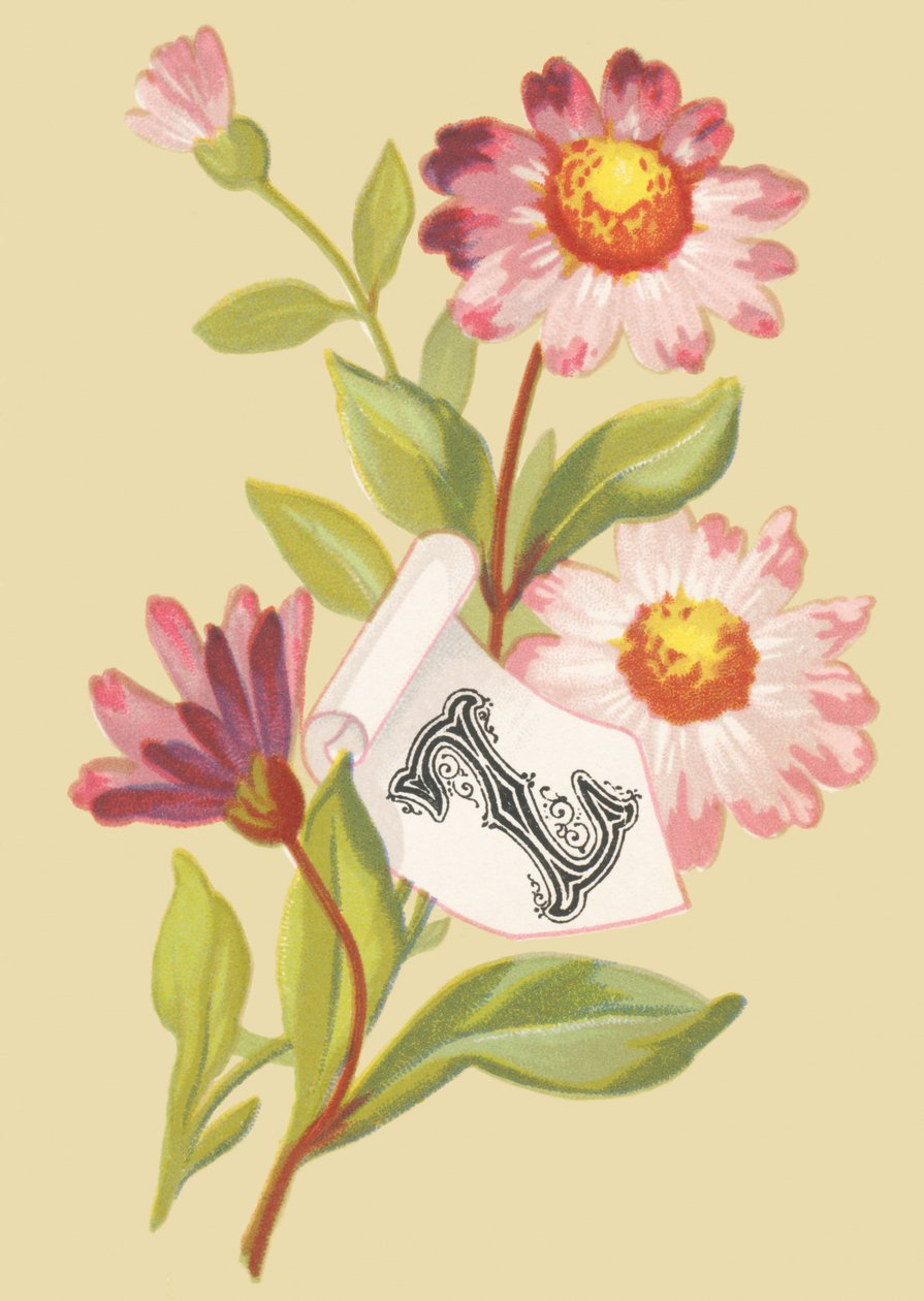 Z: Zinnia - Falske flager af French School