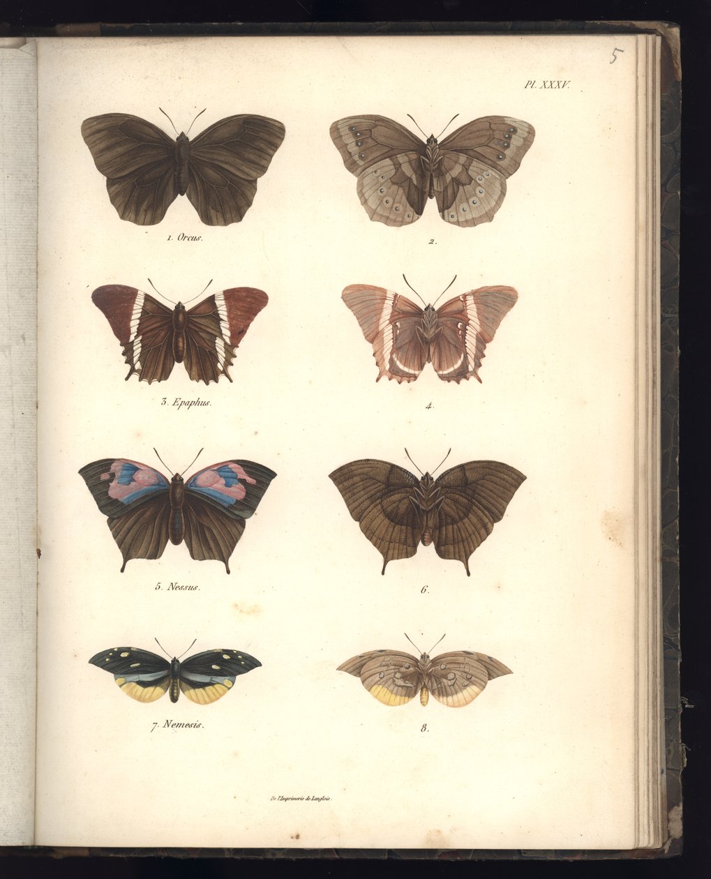 Lepidoptera, Pl. XXXV, illustration fra 