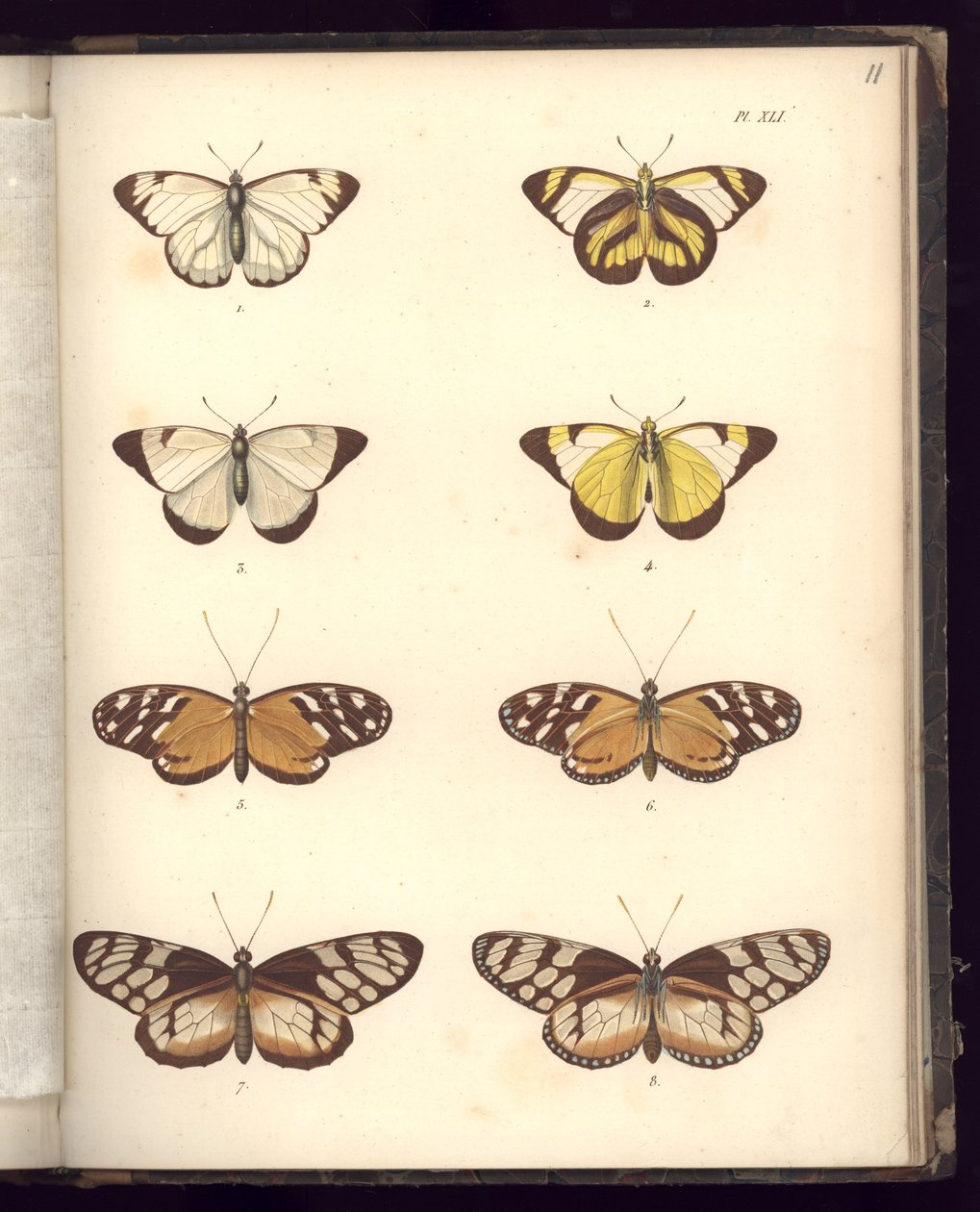 Lepidoptera, Pl.XLI, illustration fra, 