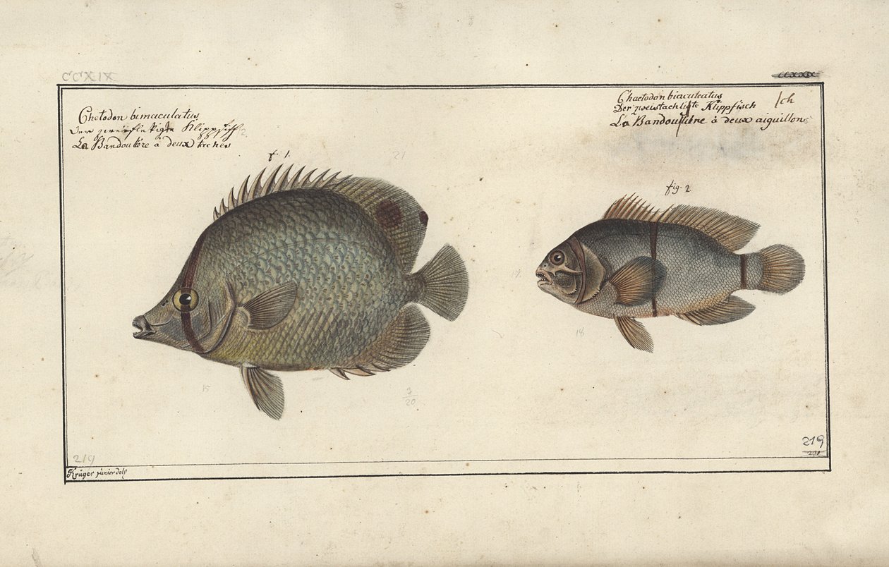 Chaetodon ocellatus, før 1790 af Friedrich August Kruger
