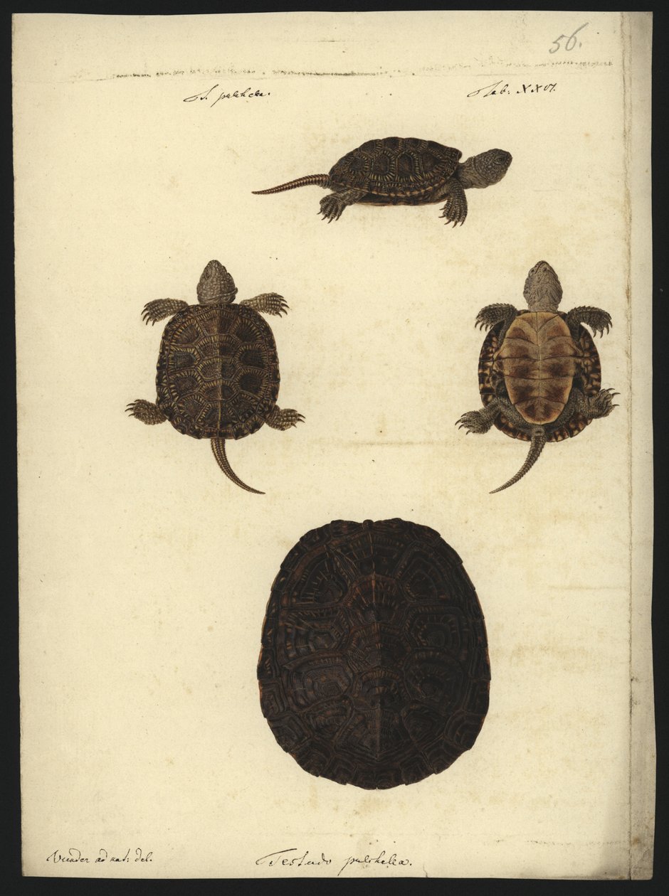 Emys orbicularis, før 1801 af Friedrich Wilhelm Wunder