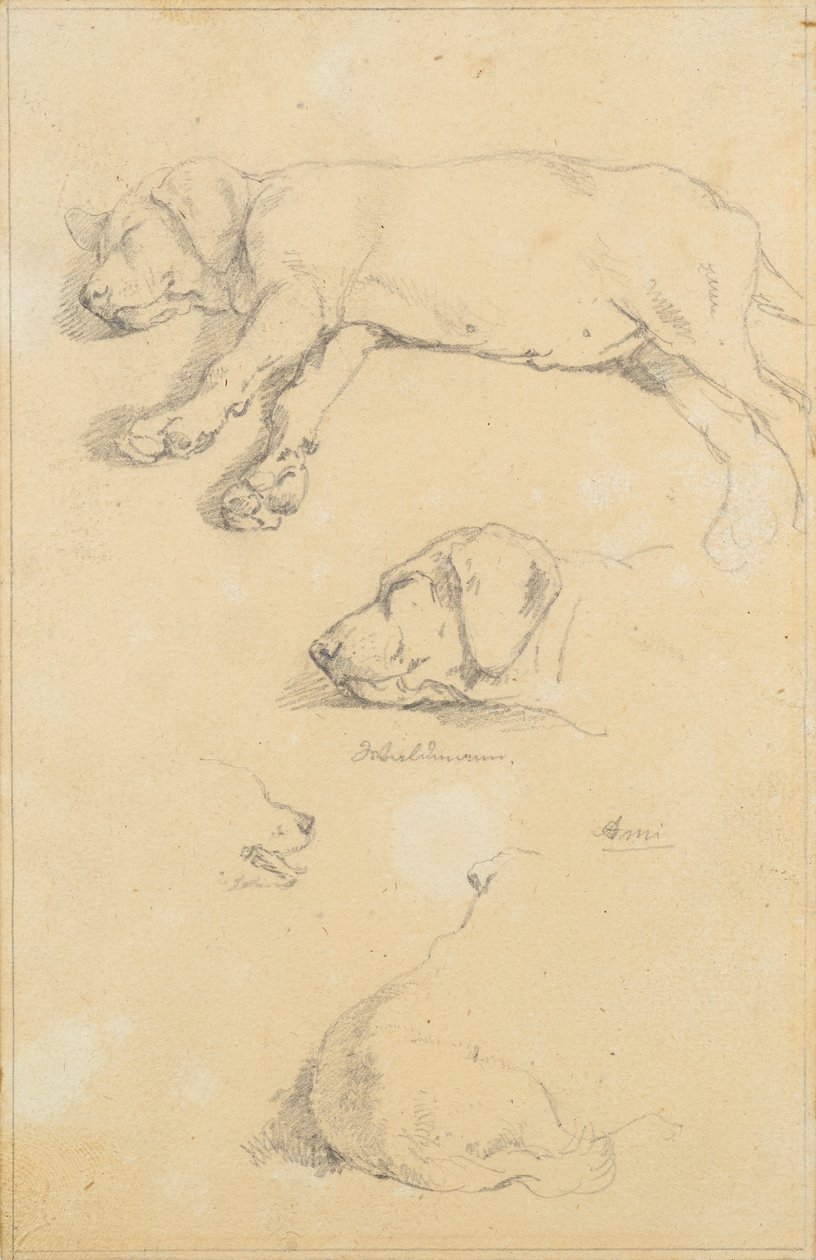 Hundestudier: Waldmann og Ami af Friedrich August Mathias Gauermann
