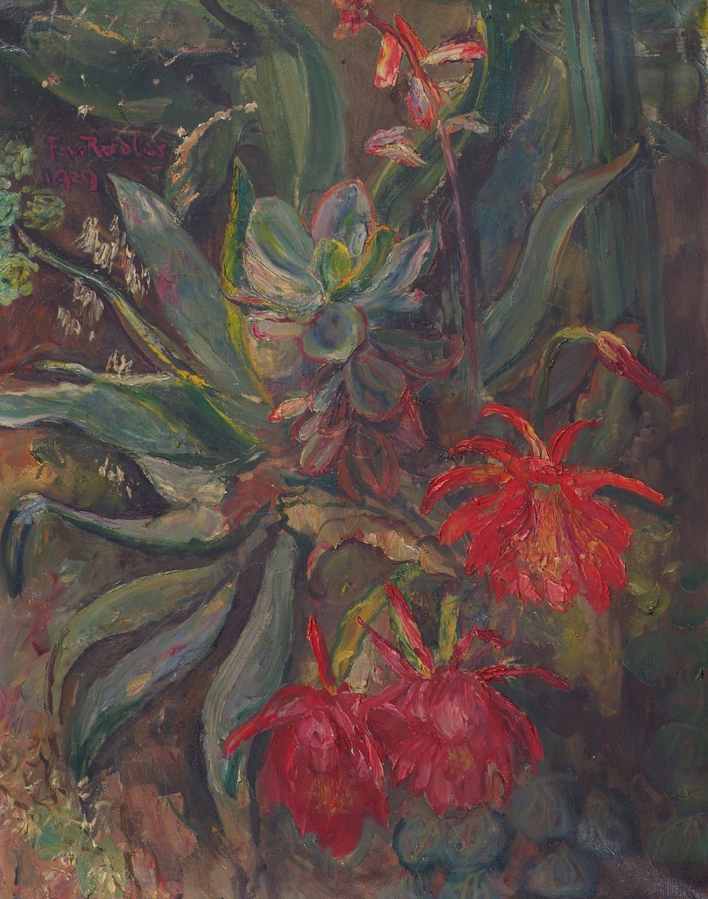 Blomstrende kaktusser af Friedrich Radler