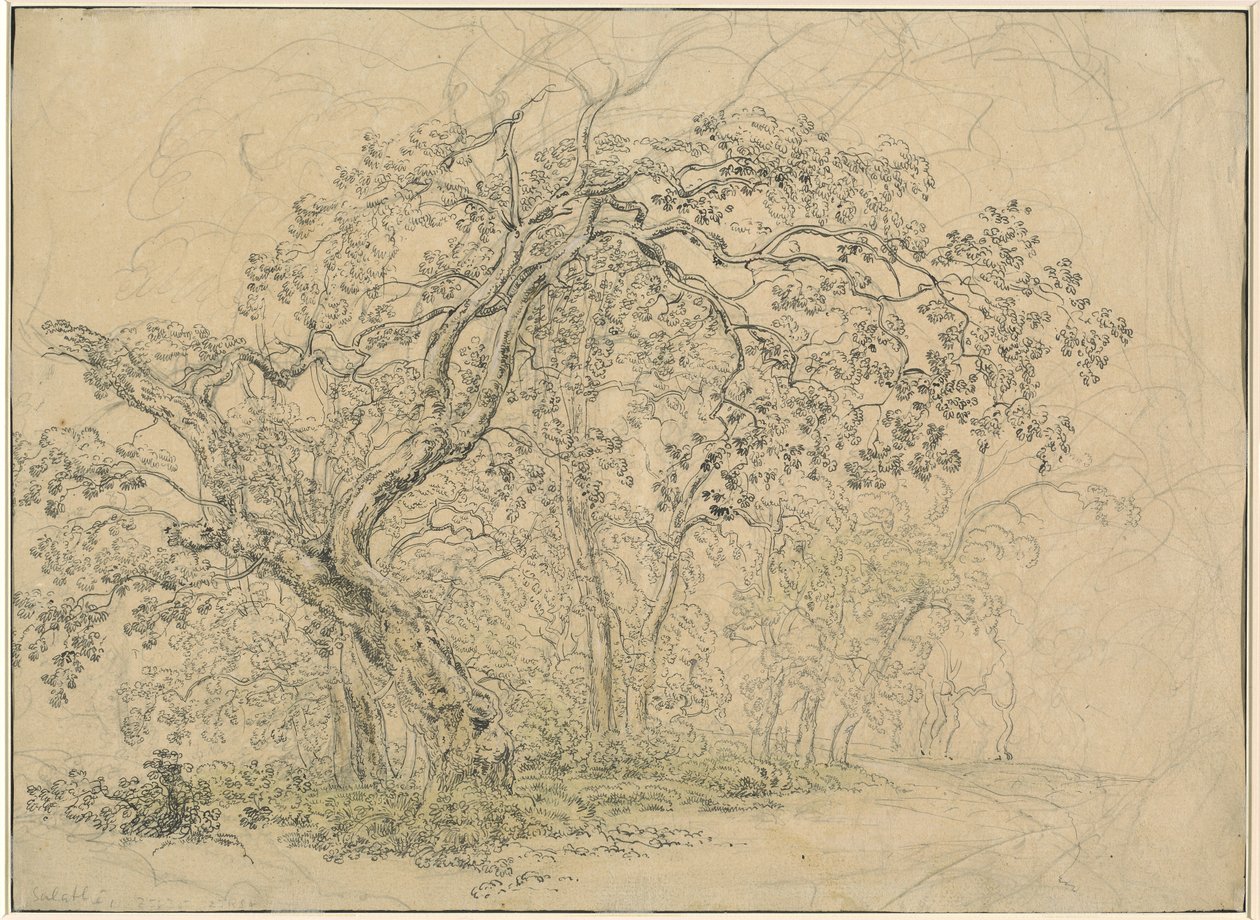 Grove of Trees [verso] af Friedrich Salathé
