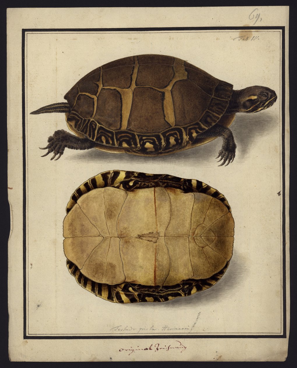 Chrysemys picta, før 1792 af Friedrich Wilhelm Wunder