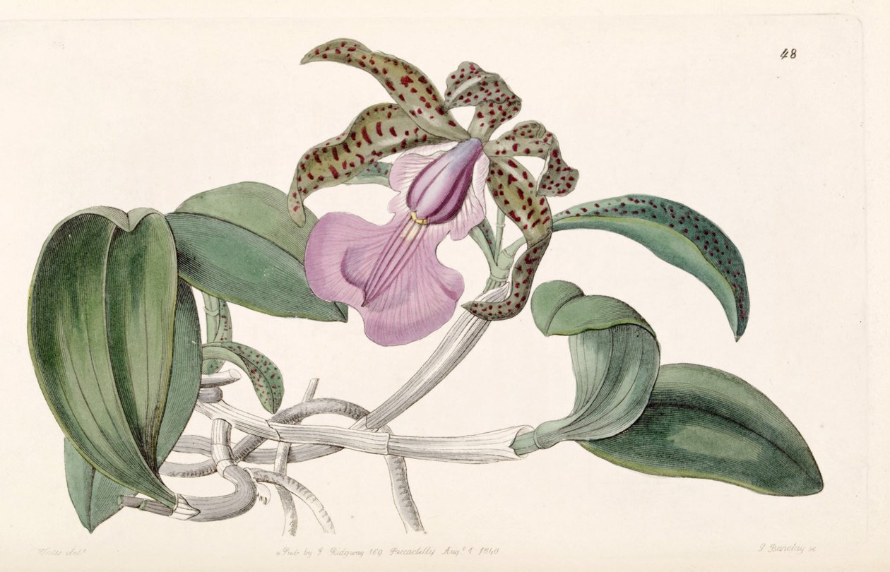 Cattleya aclandiae af G. Barclay
