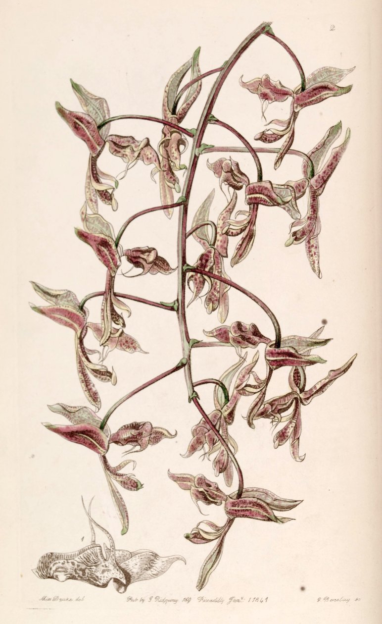 Gongora bufonia af G. Watts