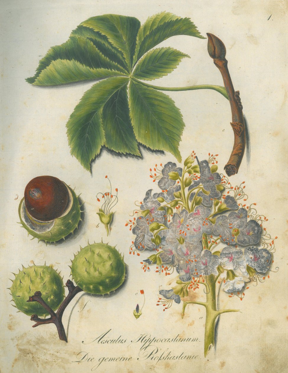 Hestekastanje (Aesculus hippocastanum) af G.F. Abel I. D. Reiter