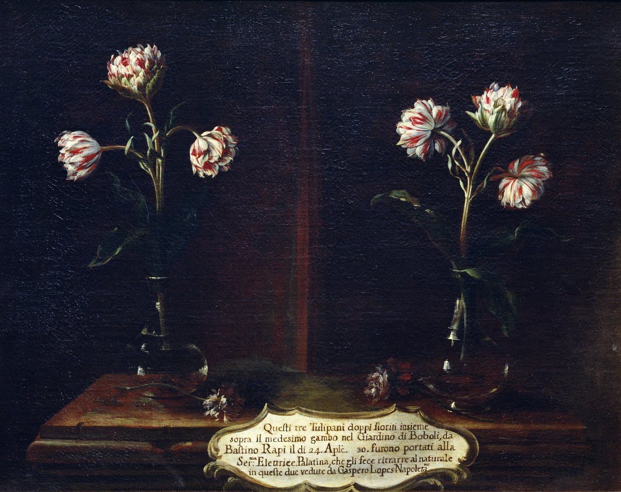 Tulipaner af Gasparo Lopez