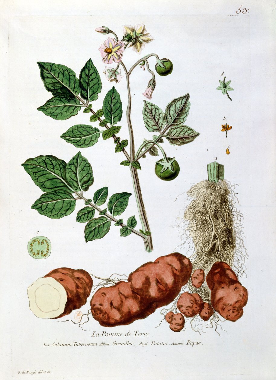 Kartoffel, botanisk tallerken fra 