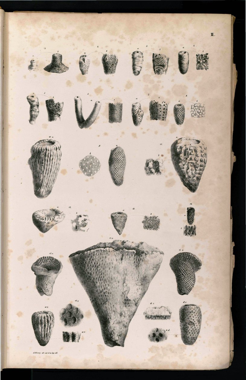 Bord af Georg August Goldfuß