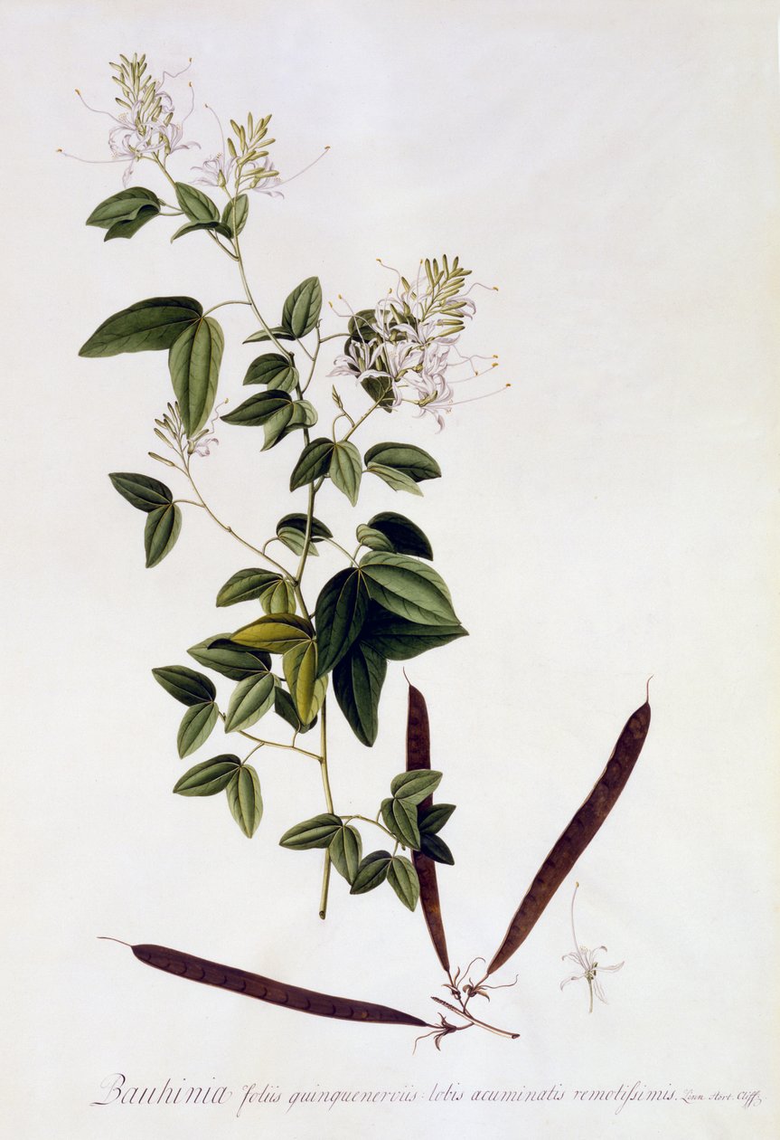 Bauhinia, ca. 1745 (håndkoloreret gravering) af Georg Dionysius Ehret
