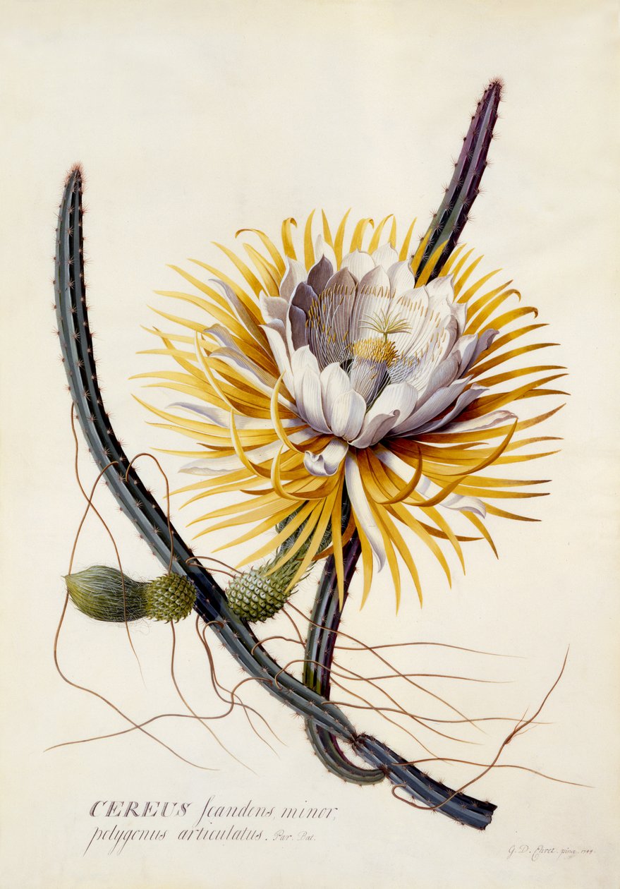 Cereus, Nattens Dronning, ca. 1744 (håndkoloreret gravering) af Georg Dionysius Ehret