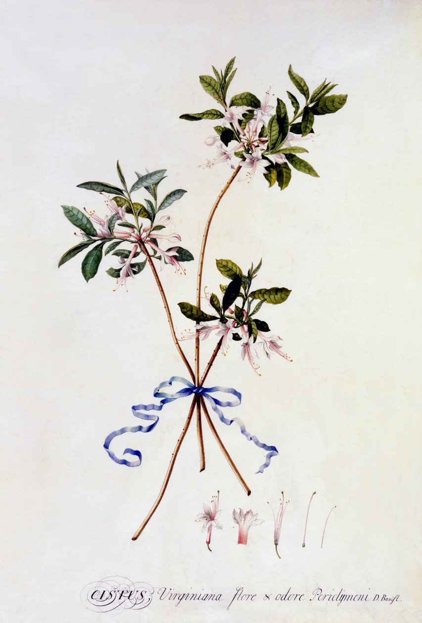 Cistus Virginiana, ca. 1743 (håndkoloreret gravering) af Georg Dionysius Ehret