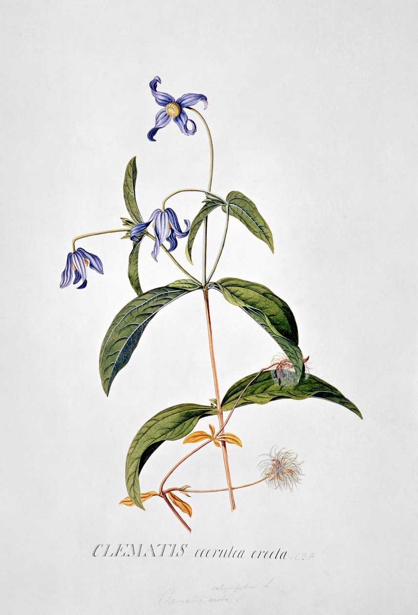 Clematis: Integrafolia af Georg Dionysius Ehret