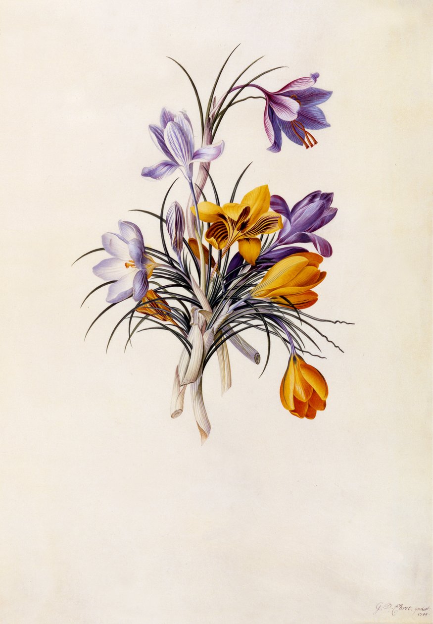 Krokus, ca. 1744 (håndkoloreret gravering) af Georg Dionysius Ehret