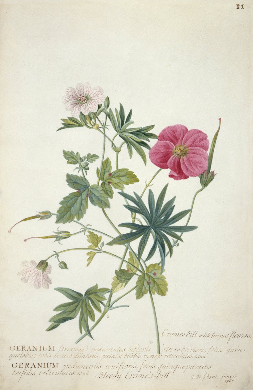 Geranium. To sammenflettede stængler af forskellige arter, 1767 (wc, grafit og kropsfarve på papir) af Georg Dionysius Ehret