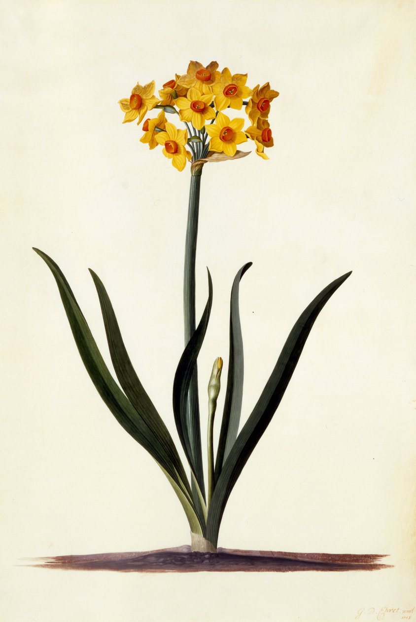 Narcissus, ca. 1745 (håndkoloreret gravering) af Georg Dionysius Ehret