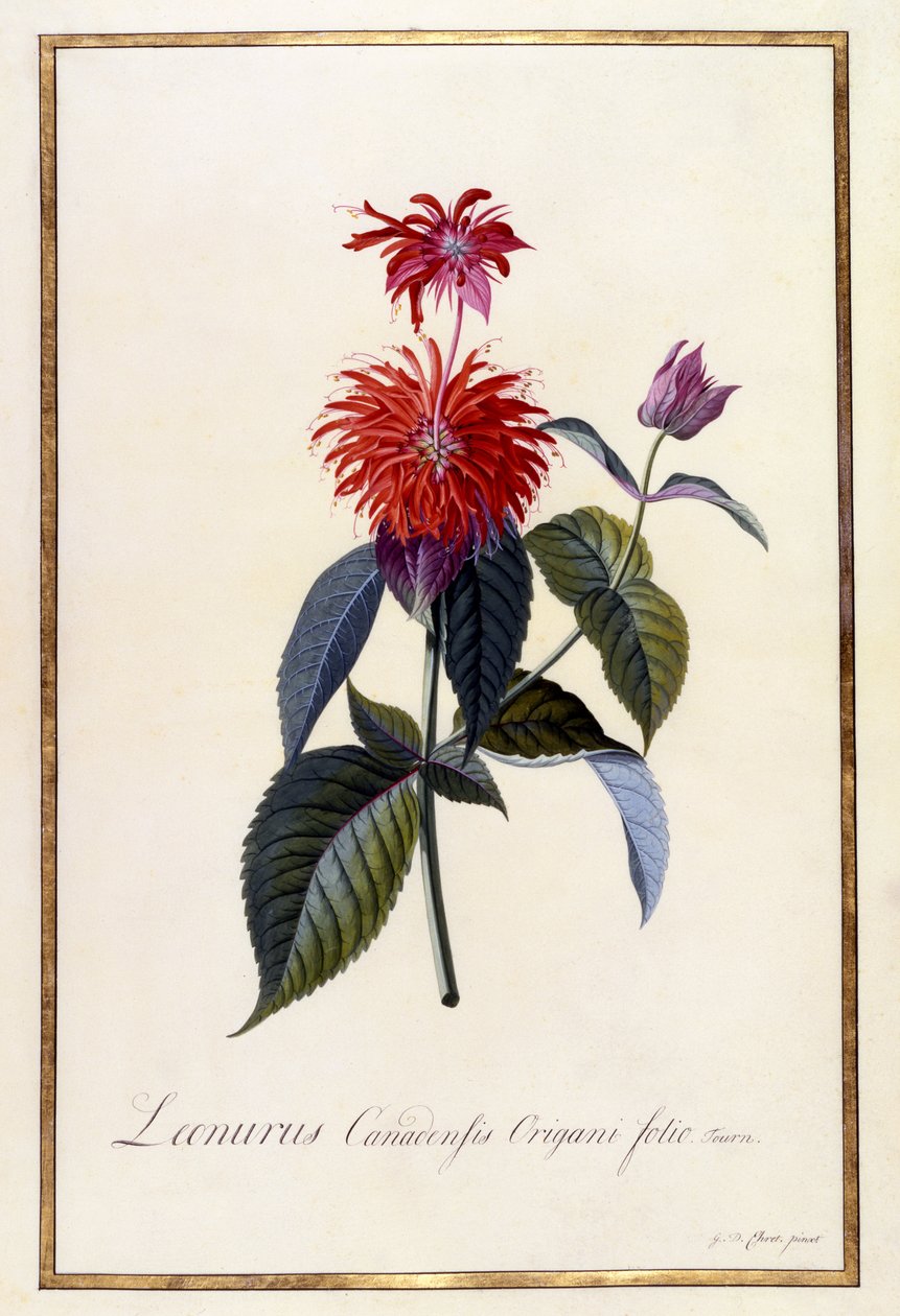 Oswego Tea Plant, ca. 1740 (håndkoloreret gravering) af Georg Dionysius Ehret