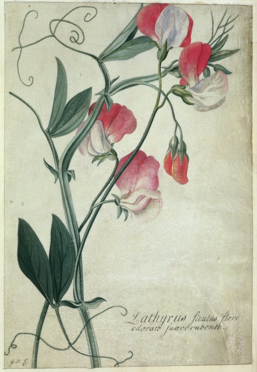 PD.113-1973.f1 Lathyrus Siculus Flore, ca.1760-70 (wc på pergament) af Georg Dionysius Ehret