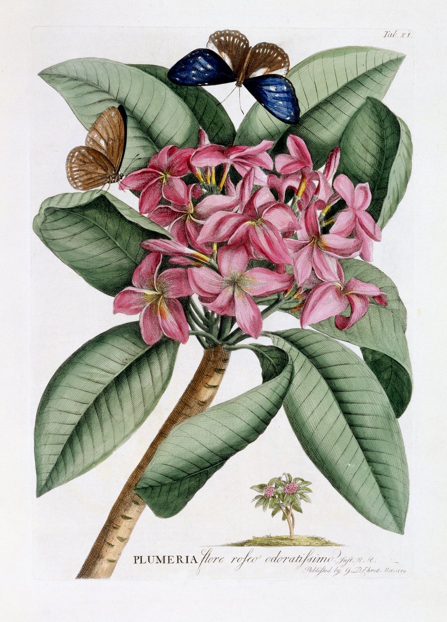 Plumeria, ca. 1749 (håndkoloreret gravering) af Georg Dionysius Ehret